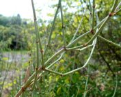 שרביטן מצוי שרביט הקסמים - עדויות והמלצות