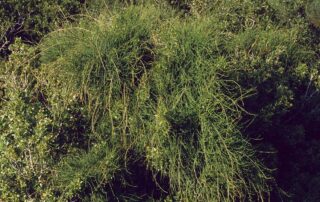 שרביטן מצוי שרביט הקסמים - עדויות והמלצות