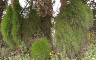 שרביטן מצוי שרביט הקסמים - עדויות והמלצות