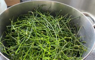 שרביטן מצוי שרביט הקסמים - הכנת מיצוי