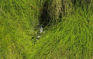 שרביטן מצוי שרביט הקסמים - עדויות והמלצות