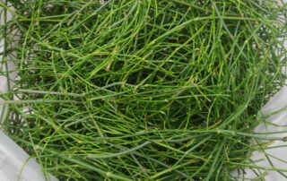 מחקר ירדני מדהים לגבי השפעת השרביטן