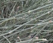 שרביטן מצוי שרביט הקסמים - עדויות והמלצות