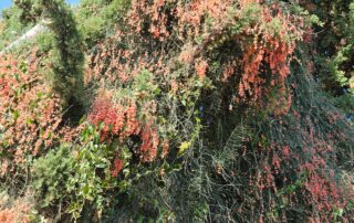 שרביטן מצוי - פירות אדומים