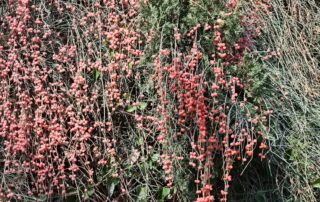 שרביטן מצוי - פירות אדומים