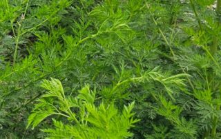 תה לענה כמרפא למחלות רבות