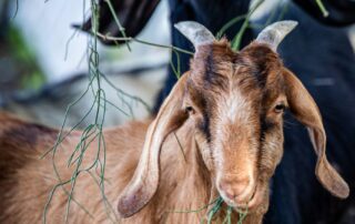 עיזים - שרביטן מצוי