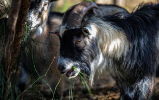 עיזים - שרביטן מצוי