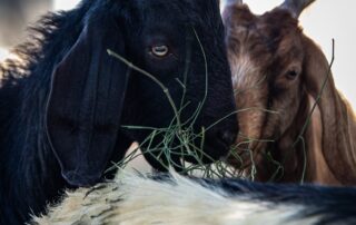 עיזים - שרביטן מצוי