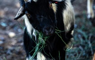 עיזים - שרביטן מצוי