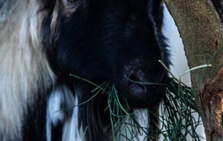 עיזים - שרביטן מצוי