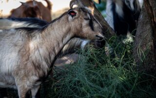 עיזים - שרביטן מצוי