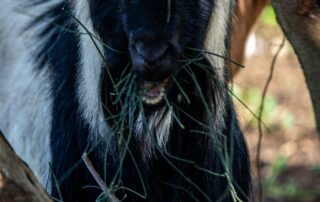 עיזים - שרביטן מצוי