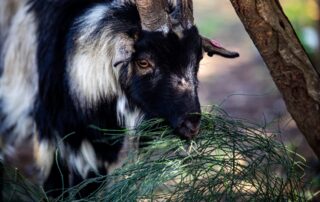 עיזים - שרביטן מצוי